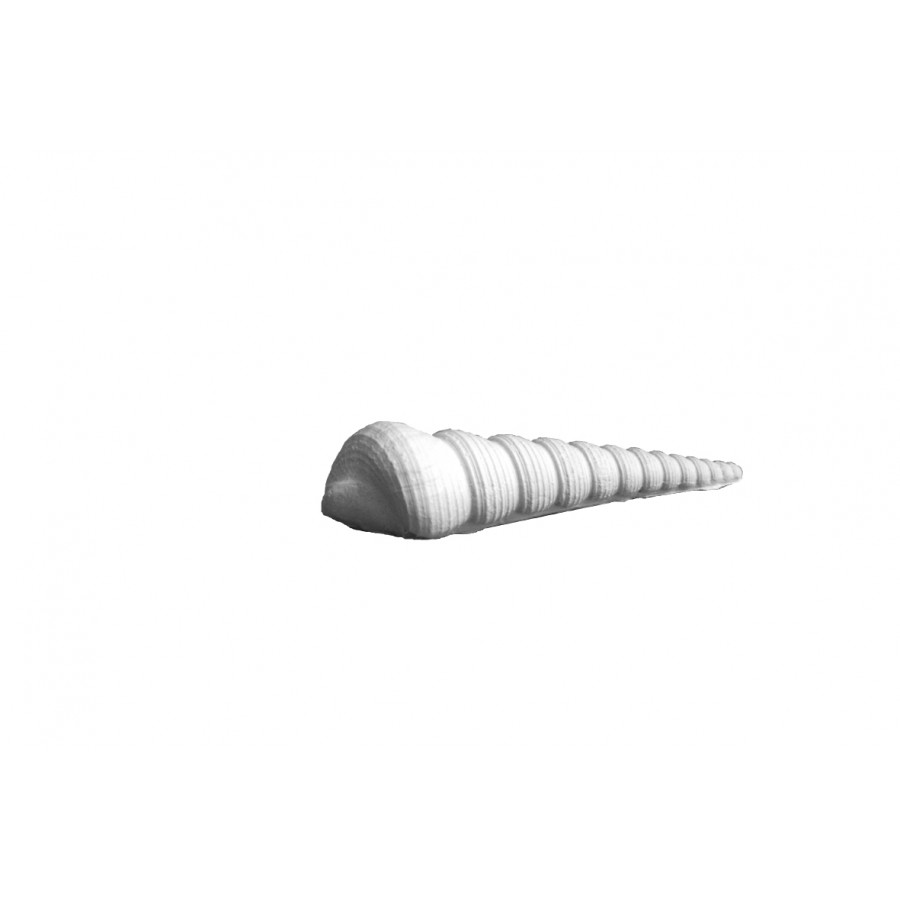 Stampo in gomma conchiglia Pr 200 cm.10.5